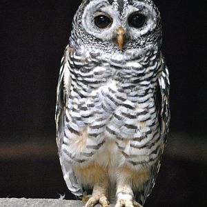 Chaco owl