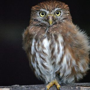 Ferruginous pygmy owl