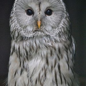 Ural owl