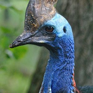 Southern cassowary