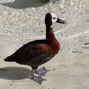 White-Faced Whistling-Duck
