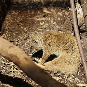 Yellow Mongoose