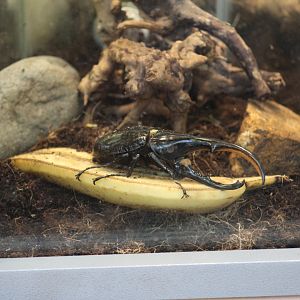 Hercules Beetle
