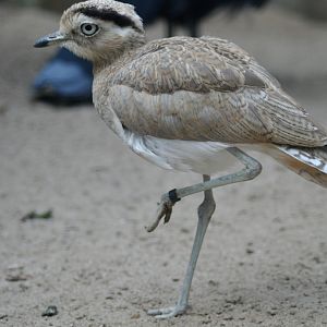 Peruvian thick-knee