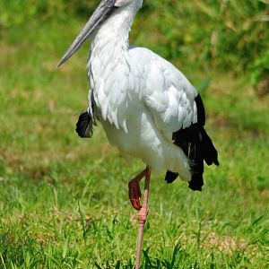 Oriental white stork