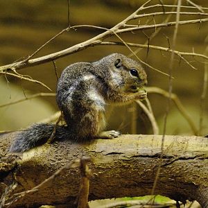 Harris antelope squirrel