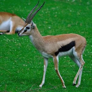 Thomson´s gazelle
