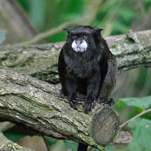 Graell´s black-mantle tamarin