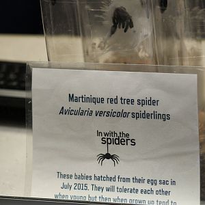Martinique Pinktoe Tarantula Signage