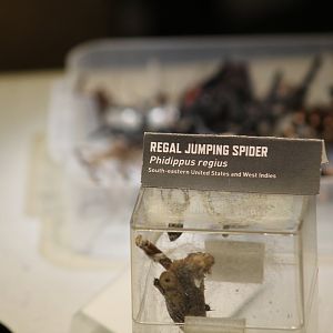 Regal Jumping Spider Exhibit