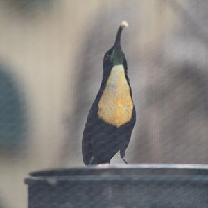 Scarlet-Chested Sunbird