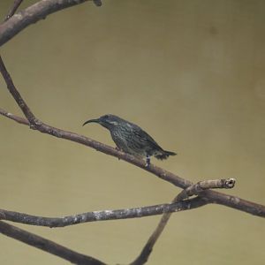 Scarlet-Chested Sunbird