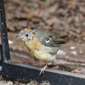Orange-Headed Ground-Thrush