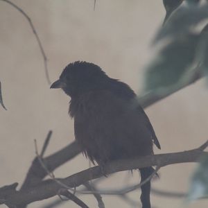 Brazilian Tanager female