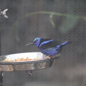 Red-Legged Honeycreeper