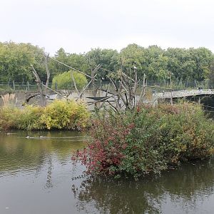 Ring-tailed lemur Island