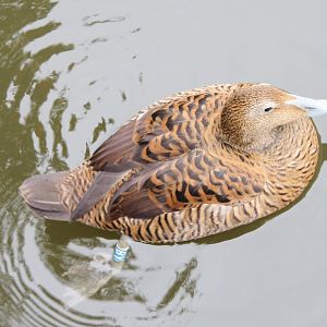 Eider duck