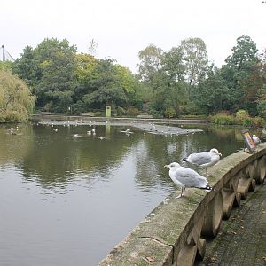 Ring-tailed lemur island and Waterfowl-pond