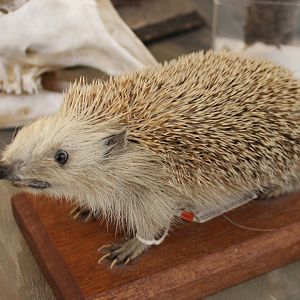 Hedgehog-specimen