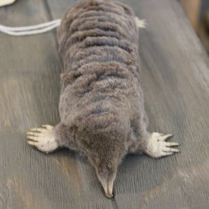 European mole-specimen