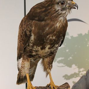 Buzzard-specimen