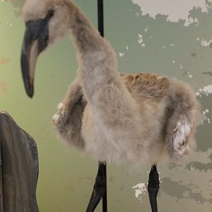 Flamingo-chick-specimen