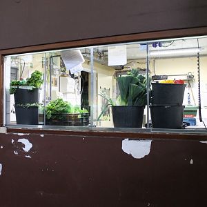 Gorilla food-kitchen