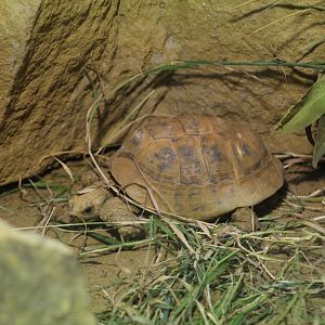 Middle Eastern Spur-Thighed Tortoise