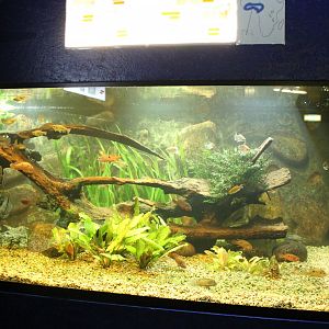 African Freshwater Aquarium