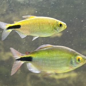 Brycinus longipennis