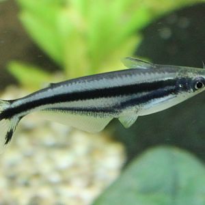 Pareutropius debauwi