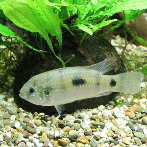 Anomalochromis thomasi