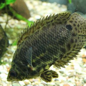 Ctenopoma acutirostre