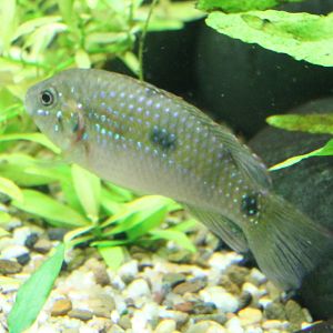 Anomalochromis thomasi