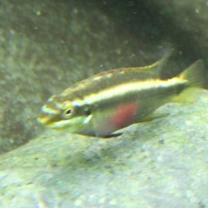 Pelvicachromis pulcher