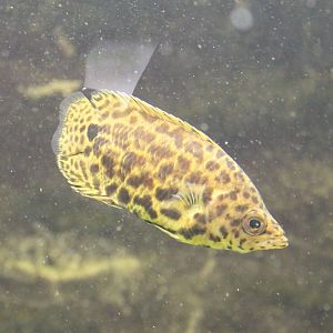 Ctenopoma acutirostre