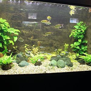 African Freshwater Aquarium