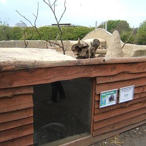 View of Porcupine and Meerkat enclosure