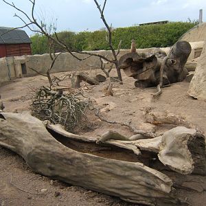 View of Porcupine and Meerkat enclosure