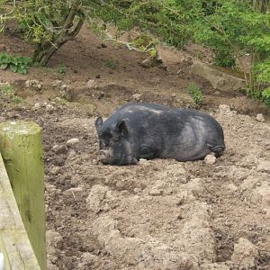 Kune kune Pig
