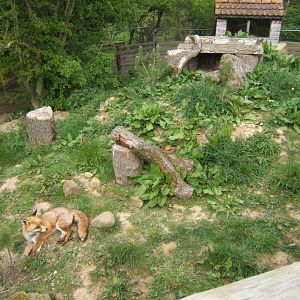 View of Red Fox enclosure