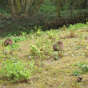 3 sleeping balls of Parma Wallaby