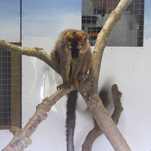 Red-fronted Lemur