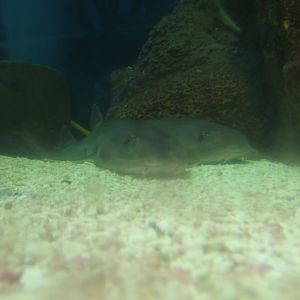 30/4/2017 Arabian Carpet Shark