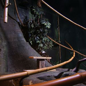 30/4/2017 View of Marmoset and Tamarin enclosure