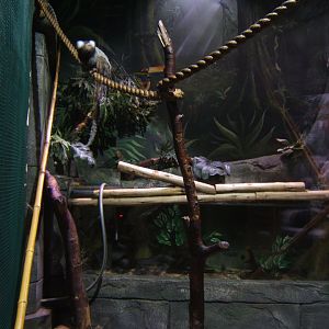 30/4/2017 View of Marmoset and Tamarin enclosure