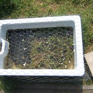 30/4/2017 Sink with Tadpoles in it