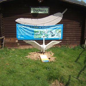 30/4/2017 Duckery building with lego Swan