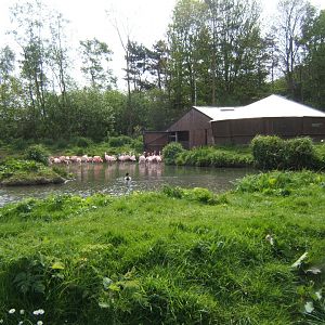 30/4/2017 View of Flamingos