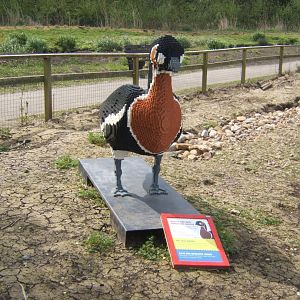 30/4/2017 Red-breasted Goose